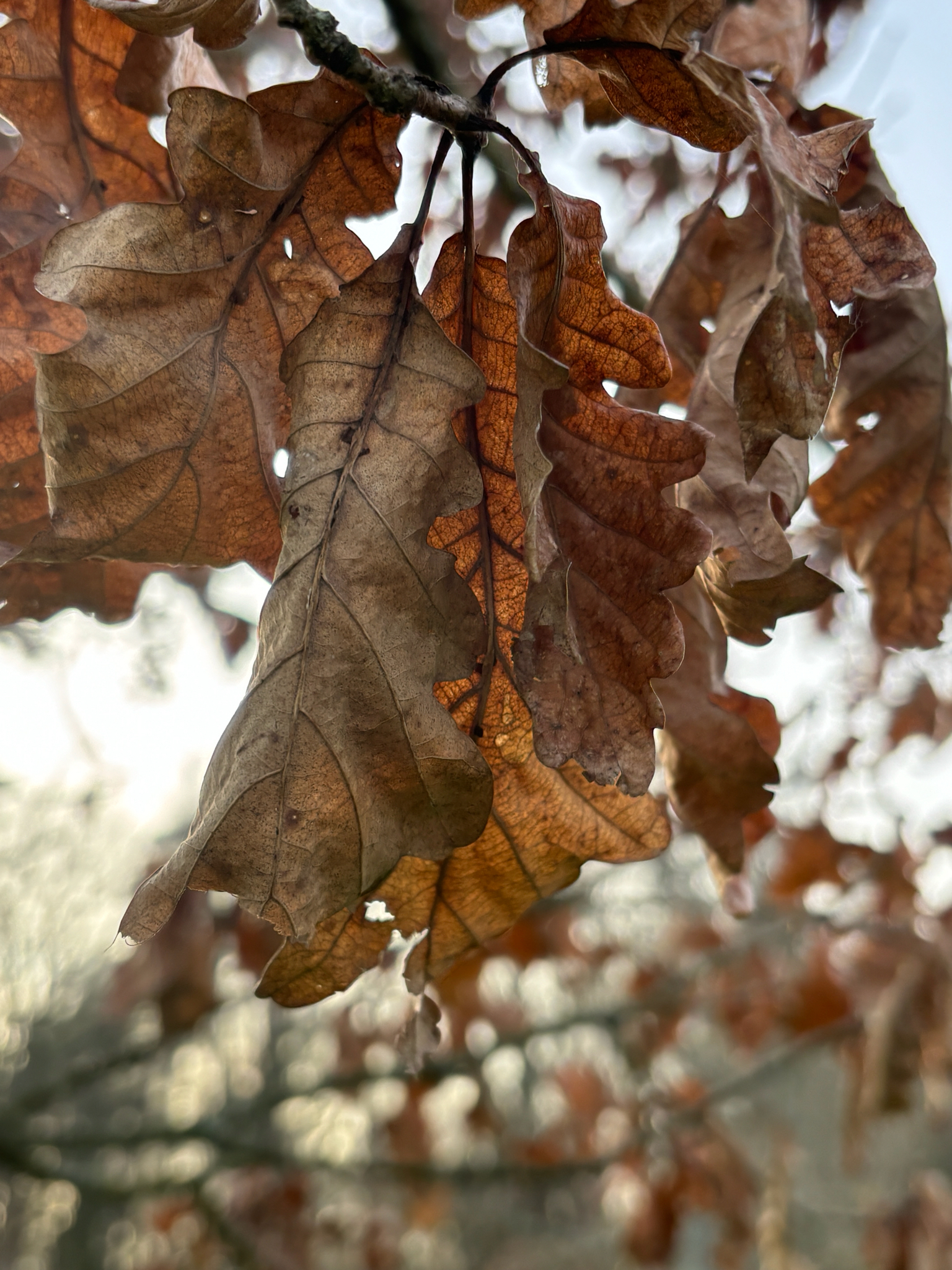 Imagem de Quercus petraea
