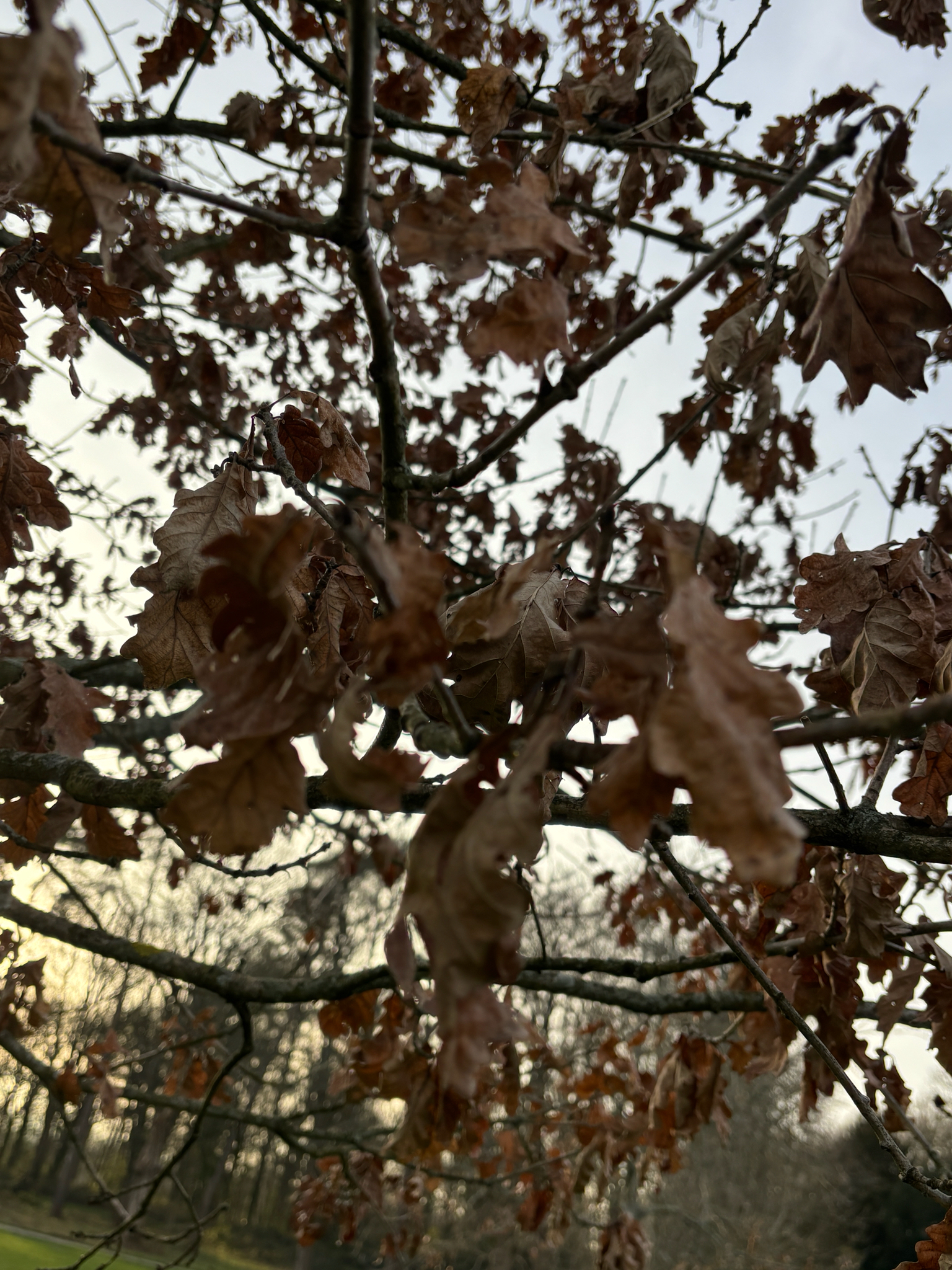 Imagem de Quercus petraea