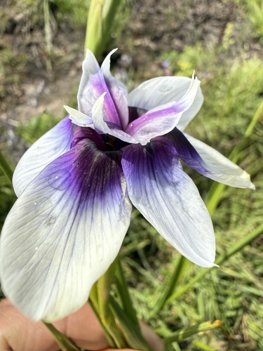 Moraea callista