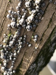 Austrominius modestus