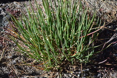 Ottoa oenanthoides