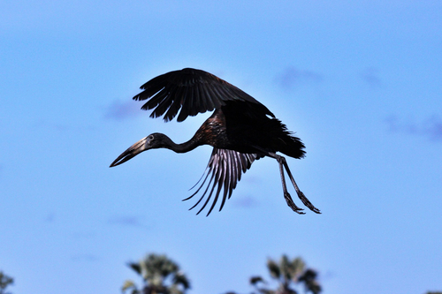 iNaturalist: (c) redshift3, some rights reserved (CC BY-NC) iNaturalist image