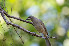 White-Gaped Honeyeater photo 4