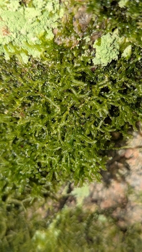 Rock Veilwort (Metzgeria conjugata)