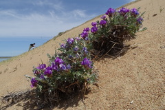 Oxytropis tragacanthoides