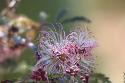 pink fairy-duster (Calliandra eriophylla)