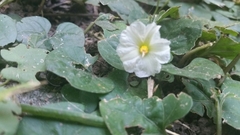 Lycianthes asarifolia