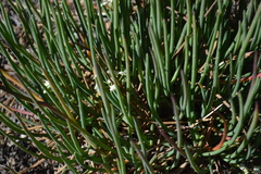 Ottoa oenanthoides