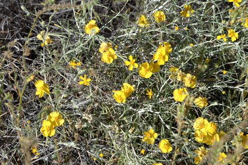 Whitestem Paperflower (Psilostrophe cooperi)