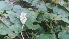 Lycianthes asarifolia