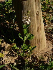 Pitraea cuneato-ovata