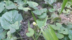 Lycianthes asarifolia