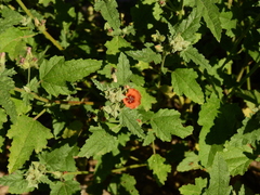Sphaeralcea miniata
