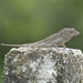 Hispaniolan Stout Anole - Photo (c) Heather Pickard, some rights reserved (CC BY-NC), uploaded by Heather Pickard