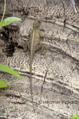 Anolis hispaniolae