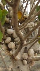 Theba pisana