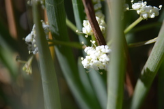 Ottoa oenanthoides