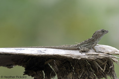 Anolis cybotes