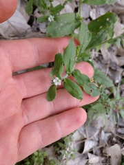 Lithospermum matamorense