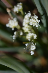 Ottoa oenanthoides