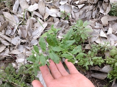 Lithospermum matamorense