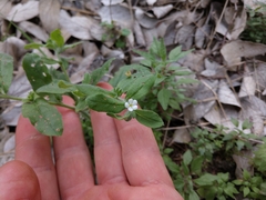 Lithospermum matamorense