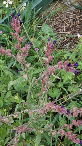 Undulate Alkanet (Anchusa undulata)