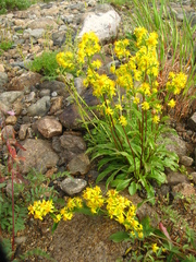 Solidago virgaurea lapponica