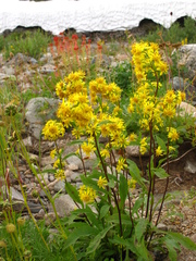 Solidago virgaurea lapponica