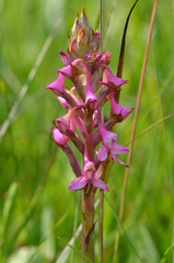 Disa rhodantha