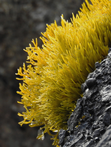 Gymnogongrus durvillei