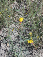 Coalisina angustifolia image
