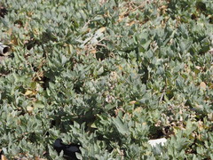 Atriplex maximowicziana