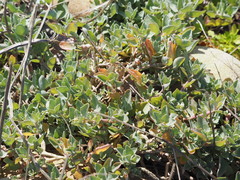 Atriplex maximowicziana