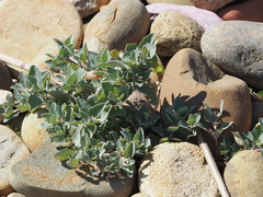 Atriplex maximowicziana