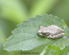 Osteopilus dominicensis