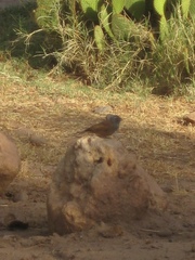 Emberiza sahari