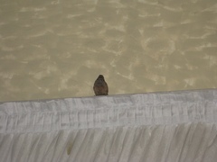 Emberiza sahari