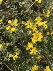 Hippocrepis comosa