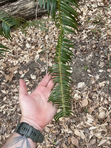 Japanese Plum-yew (Cephalotaxus harringtonia)