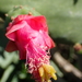 Cochineal Nopal Cactus - Photo (c) 葉子, some rights reserved (CC BY-NC-ND), uploaded by 葉子