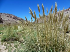 Cortaderia rudiuscula