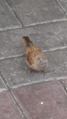 Emberiza sahari