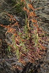 Penstemon gentianoides