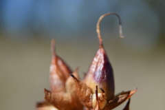 Penstemon gentianoides