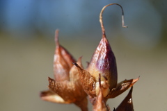 Penstemon gentianoides