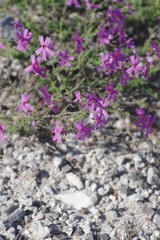 Jamesbrittenia microphylla
