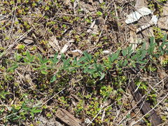 Lespedeza daurica