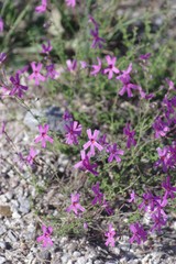 Jamesbrittenia microphylla