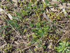 Lespedeza daurica